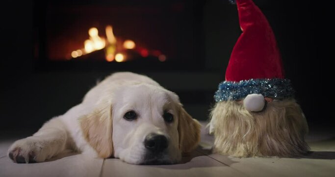 A golden retriever puppy lies near a gnome in a New Year's hat, with a fireplace burning in the background. Christmas Eve