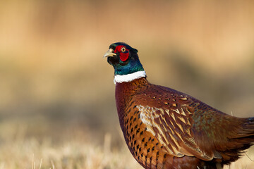 Bird - Common pheasant Phasianus colchius Ring-necked pheasant in natural habitat wildlife Poland Europe
