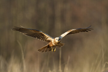 Flying Birds of prey Marsh harrier Circus aeruginosus, hunting time Poland Europe