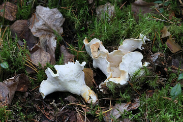 Albatrellus subrufescens, polypore fungus from Finland, no common English name © Henri Koskinen