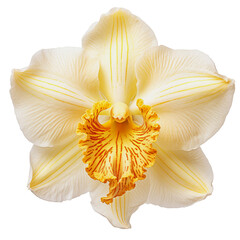 Close-up of a vibrant yellow orchid flower covered in glistening water droplets, showcasing its intricate beauty.
