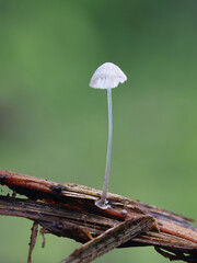 Bulbous bonnet, Mycena stylobates, wild mushroom from Finland