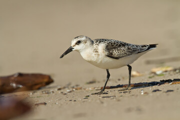bird - Sanderling Calidris alba adult migratory bird, shorebird Poland Europe