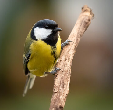 Great tit sitting on a branch

