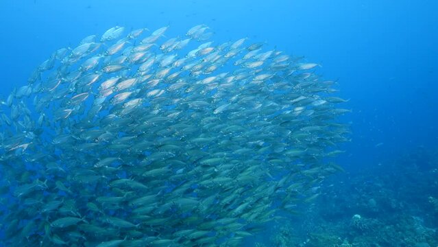 Schooling fish in the coral reef of the Caribbean Sea