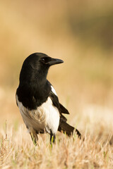 Flying bird Eurasian Magpie or Common Magpie or Pica pica with colorful background