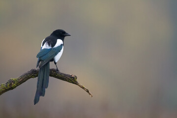 Flying bird Eurasian Magpie or Common Magpie or Pica pica with colorful background