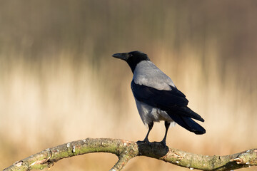 Bird - Hooded crow Corvus cornix in amazing blurred background Poland Europe