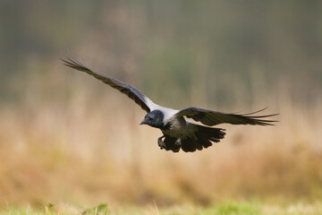 Bird - Hooded crow Corvus cornix in amazing blurred background Poland Europe
