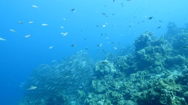 Schooling fish in the coral reef of the Caribbean Sea