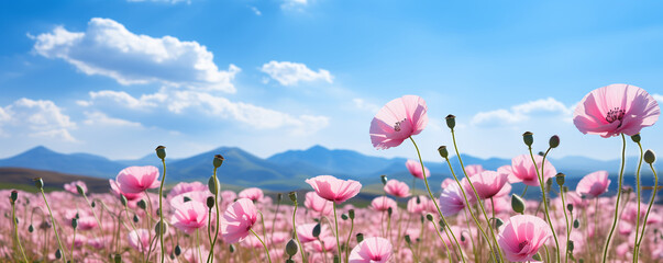 Flowers pink poppies blossom on wild field. Beautiful field pink poppies with selective focus. soft light. Banner.