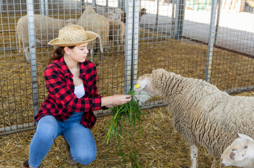 Portrait of positive young woman worker feeding sheeps with grass on sheep farm