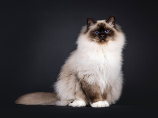 Majestic adult seal point Sacred Birman cat, sitting up side ways. Looking towards camera with deep blue eyes. Isolated on a black background. © Nynke