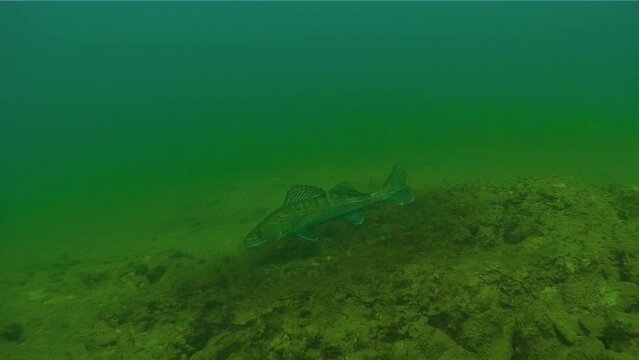 A Zander (Lucio Perca) vigilantly protects its spawning ground, showcasing instinctive territorial behavior. Check my gallery for similar footages.