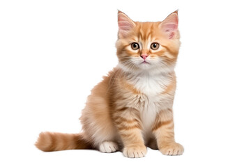 Obraz premium cute cat PNG isolated on white transparent background