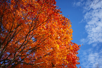 Autumn tree colors against blue background