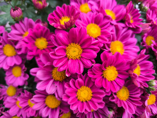 pink and purple blooming chrysanthemums 