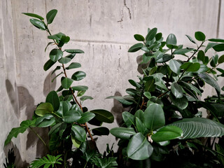 shady atrium garden with tropical-looking houseplants. different sized leaves with varied leaf...