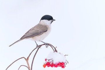 A cute marsh tit sitting on the snowy viburnum twig.  Poecile palustris. 