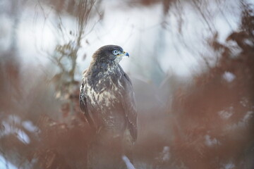 Artistic photo of a  common buzzard. Buteo buteo. Wildlife scene with raptor. Buzzard sitting on a...