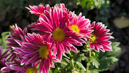 pink and purple blooming chrysanthemums 