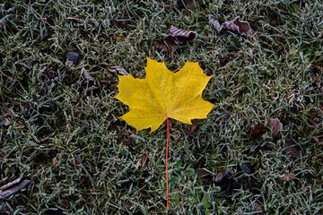 Sycamore Tree Leaf on a Frosty Forest Floor in Winter - 691440350