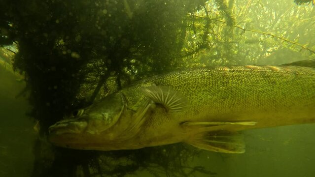 Zander, also known as Pike Perch, in clear water captured in a close-up, highlighting its distinct features. Check my gallery for similar footages

