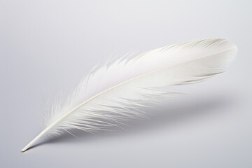 Macro light abstract closeup nature pattern white fluffy bird object animal feather background wing