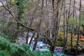 Rio Iruelas entre el boscaje