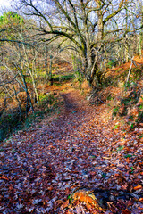 Finales de otoño en el camino de la Cuesta.