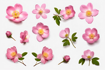 a collection of pink flowers on a white surface