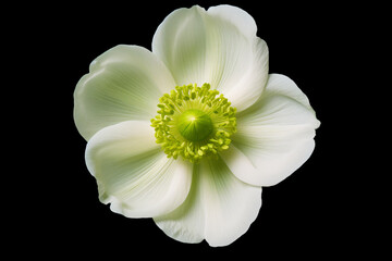 a white flower with a green center on a black background