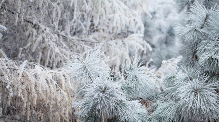 Frosty pine tree brunches  - winter white landscape with cristals of snow on the needles.