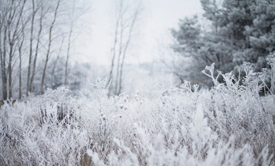 Frosty winter, Rime ice -  wildflower meadow landscape with frosty ice on plants. Delicate natural background.