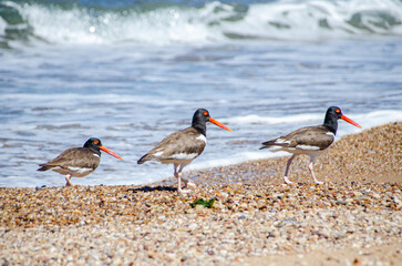 Two seagulls on the beach