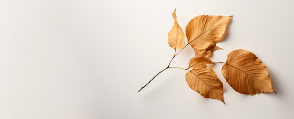 Rama de hojas secas en fondo blanco. - obrazy, fototapety, plakaty