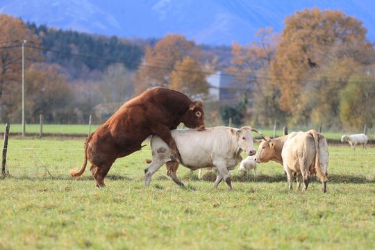 Parade de d'accouplement d'un taureau et une vache