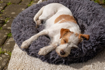 süßer Hund Kromfohrländer liegt im flauschigen grauen Bett für Haustiere auf der Terrasse
