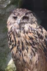 Uhu / Eurasian eagle-owl / Bubo bubo