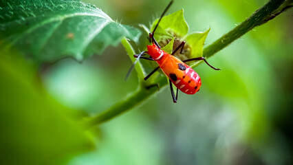 ladybird on a leaf