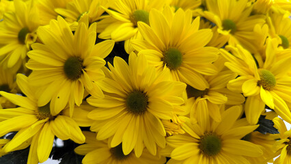 yellow blooming chrysanthemums in the garden