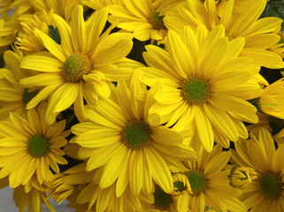 yellow blooming chrysanthemums in the garden