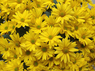 yellow blooming chrysanthemums in the garden