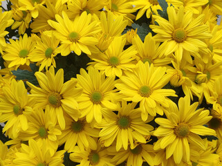 yellow blooming chrysanthemums in the garden