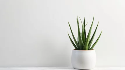 Store enrouleur tamisant sans perçage Cactus Aloe vera plant