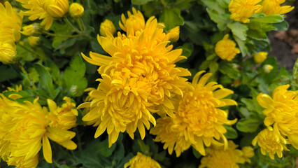 yellow blooming chrysanthemums in the garden