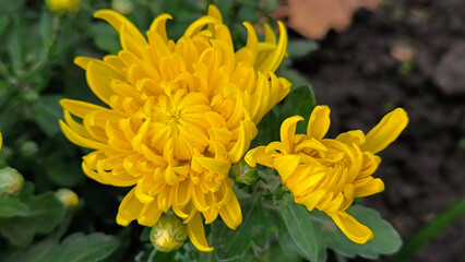 yellow blooming chrysanthemums in the garden