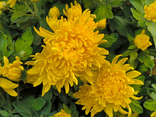 yellow blooming chrysanthemums in the garden