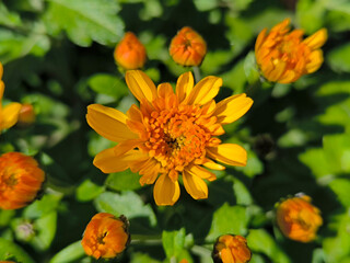 yellow blooming chrysanthemums in the garden