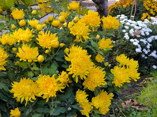 yellow blooming chrysanthemums in the garden